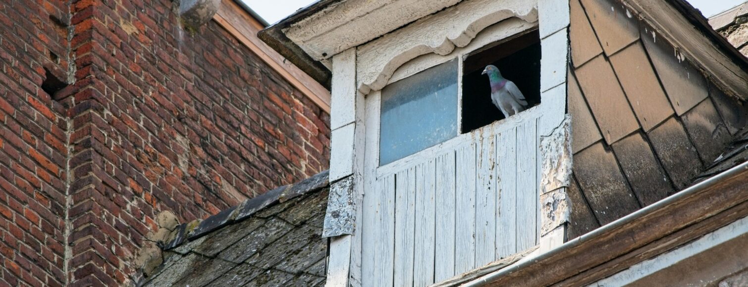 Pigeon in the attic window