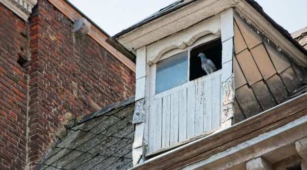 Pigeon in the attic window